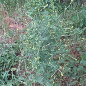 Sisymbrium officinale