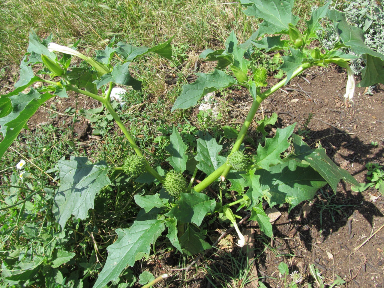 Datura stramonium