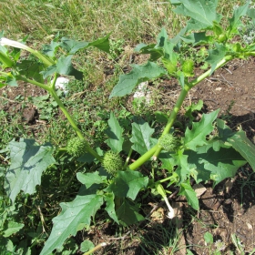 Datura stramonium