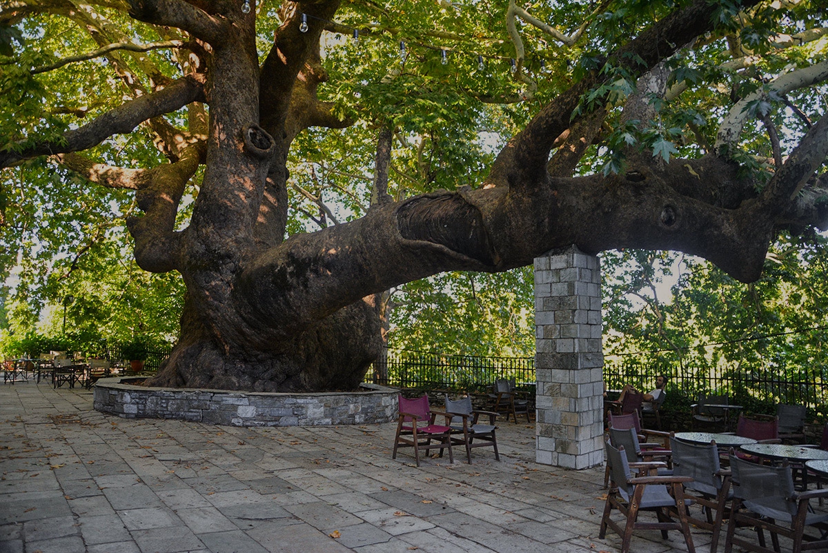 1200-годишен чинар*, Tsagarada, Pelion