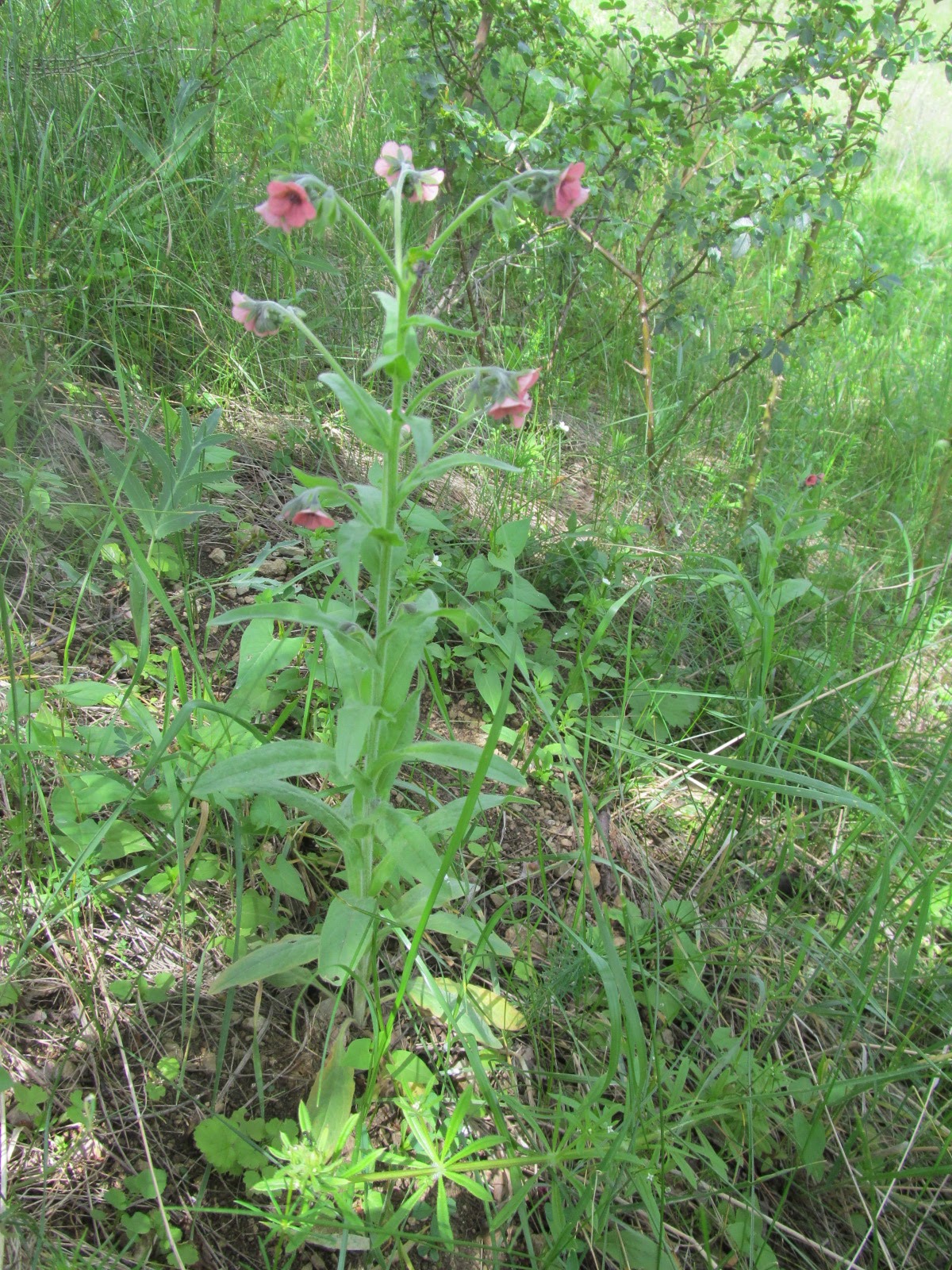 Cynoglossum officinale