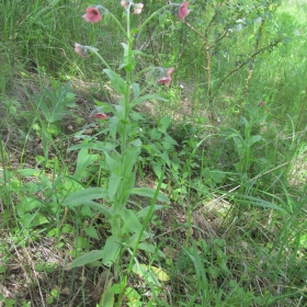 Cynoglossum officinale