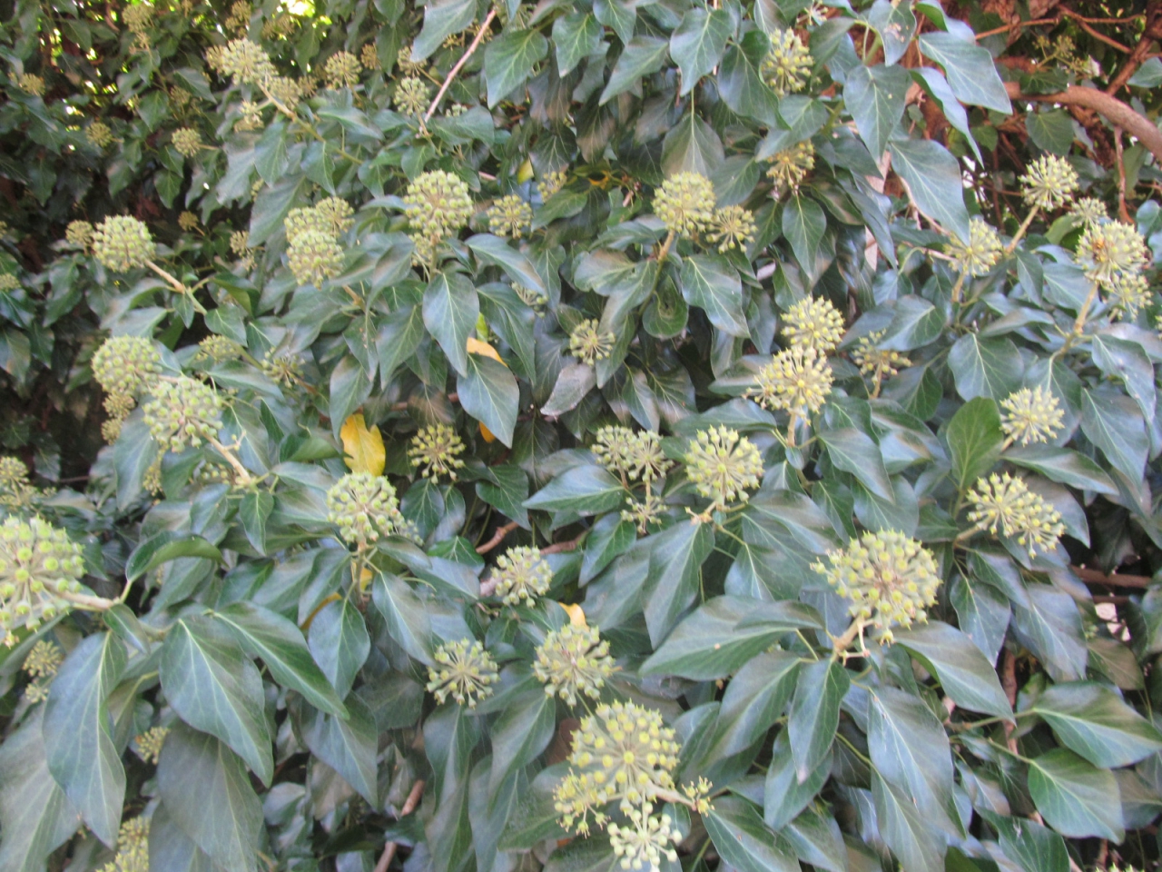 Hedera helix