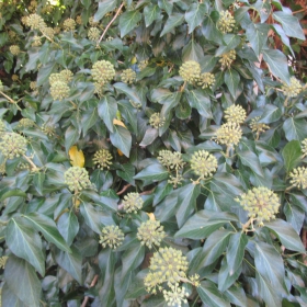 Hedera helix