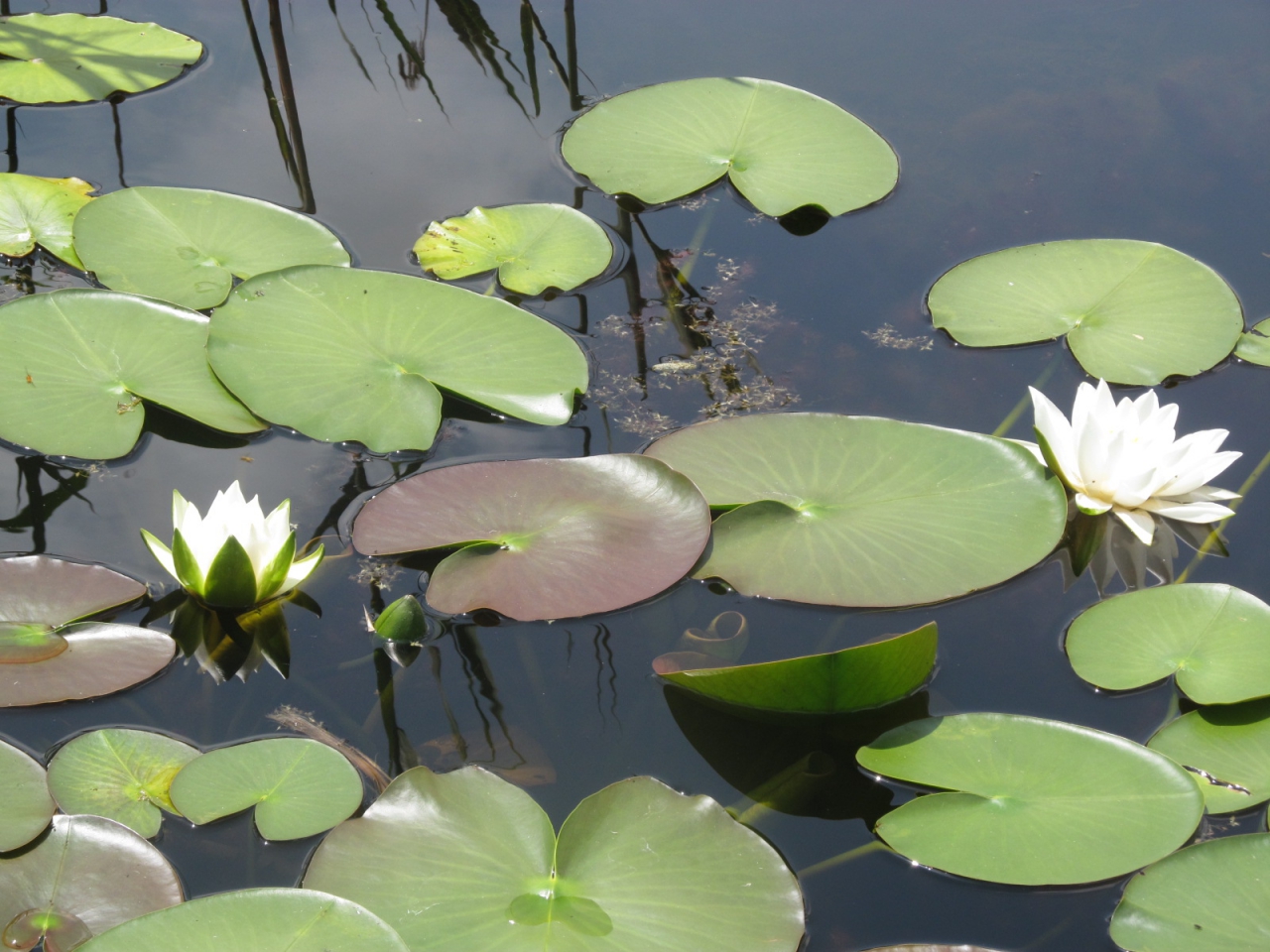 Nimphaea alba