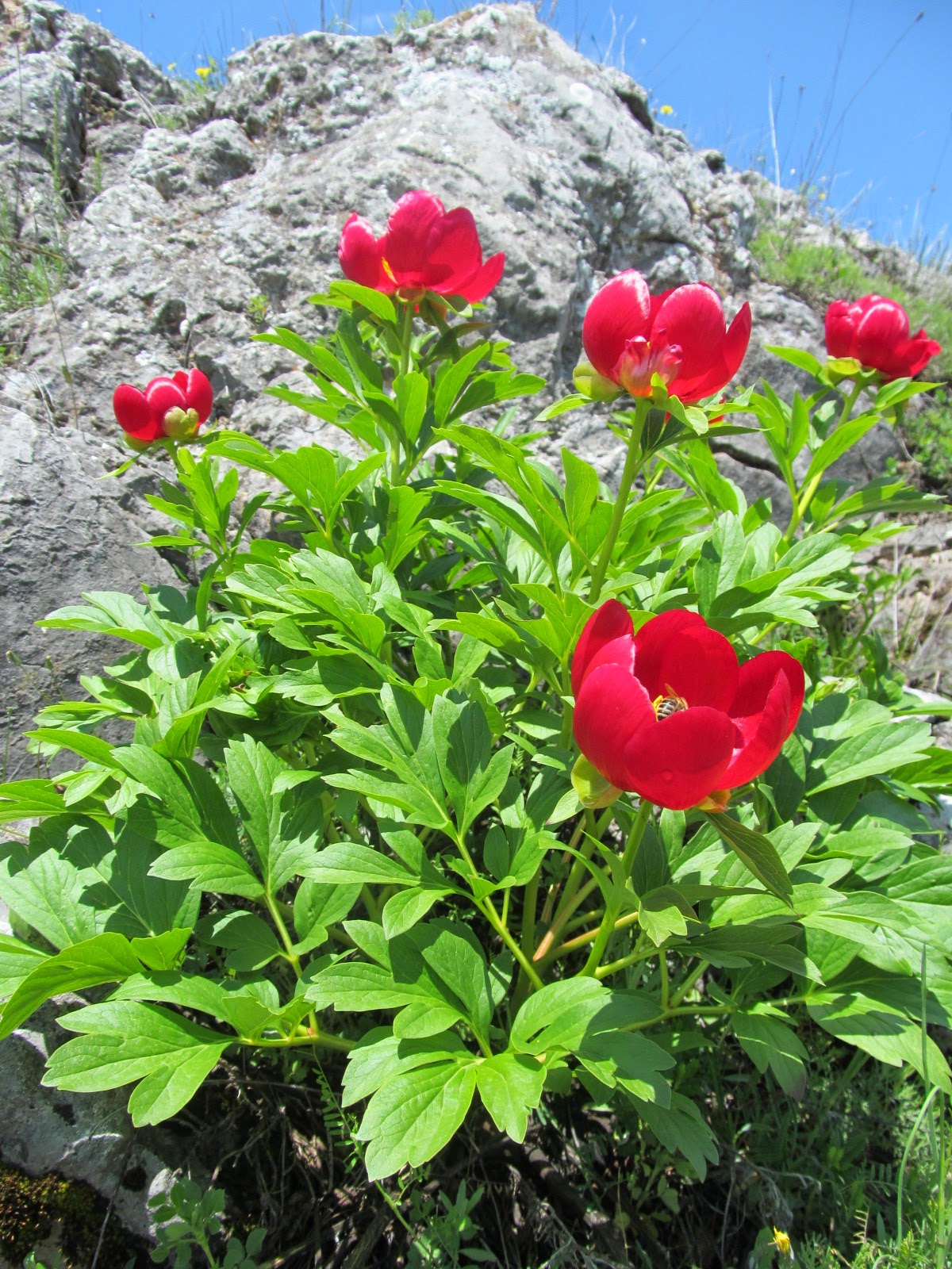 Paeonia peregrina