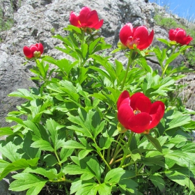 Paeonia peregrina