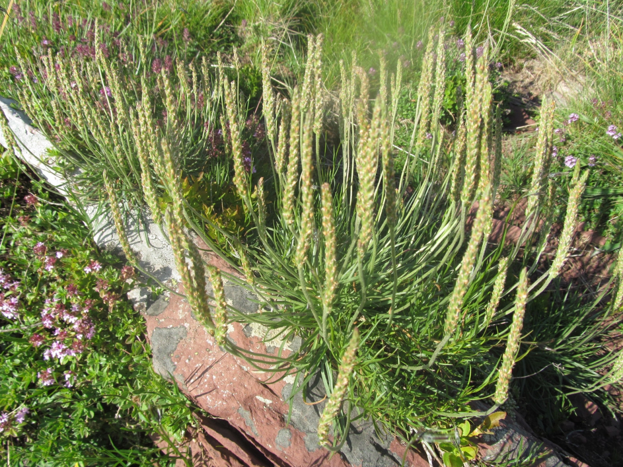 Plantago subulata