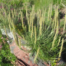 Plantago subulata