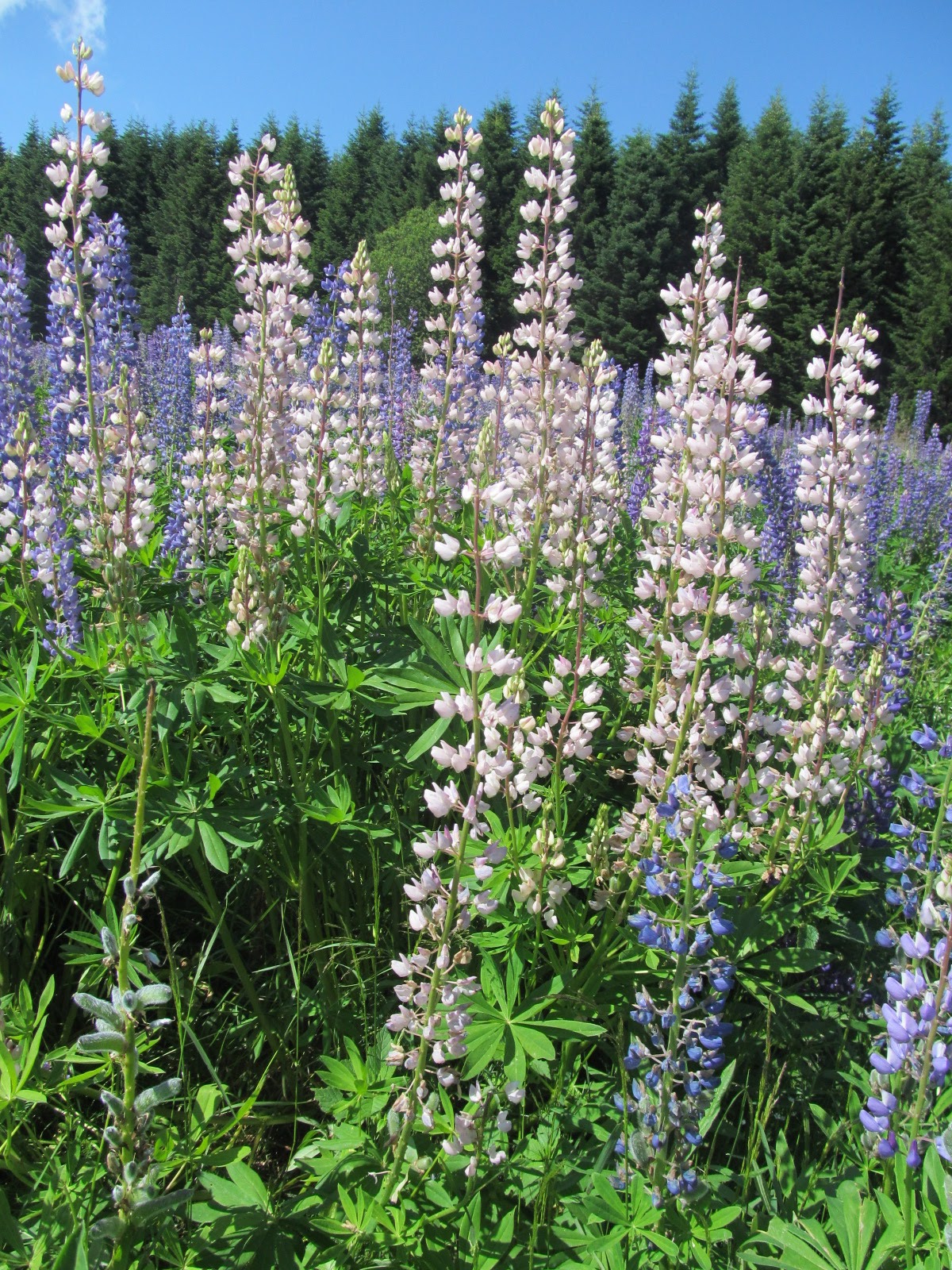 Lupinus polyphyllus