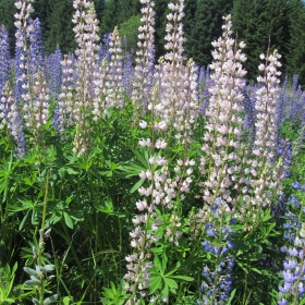 Lupinus polyphyllus