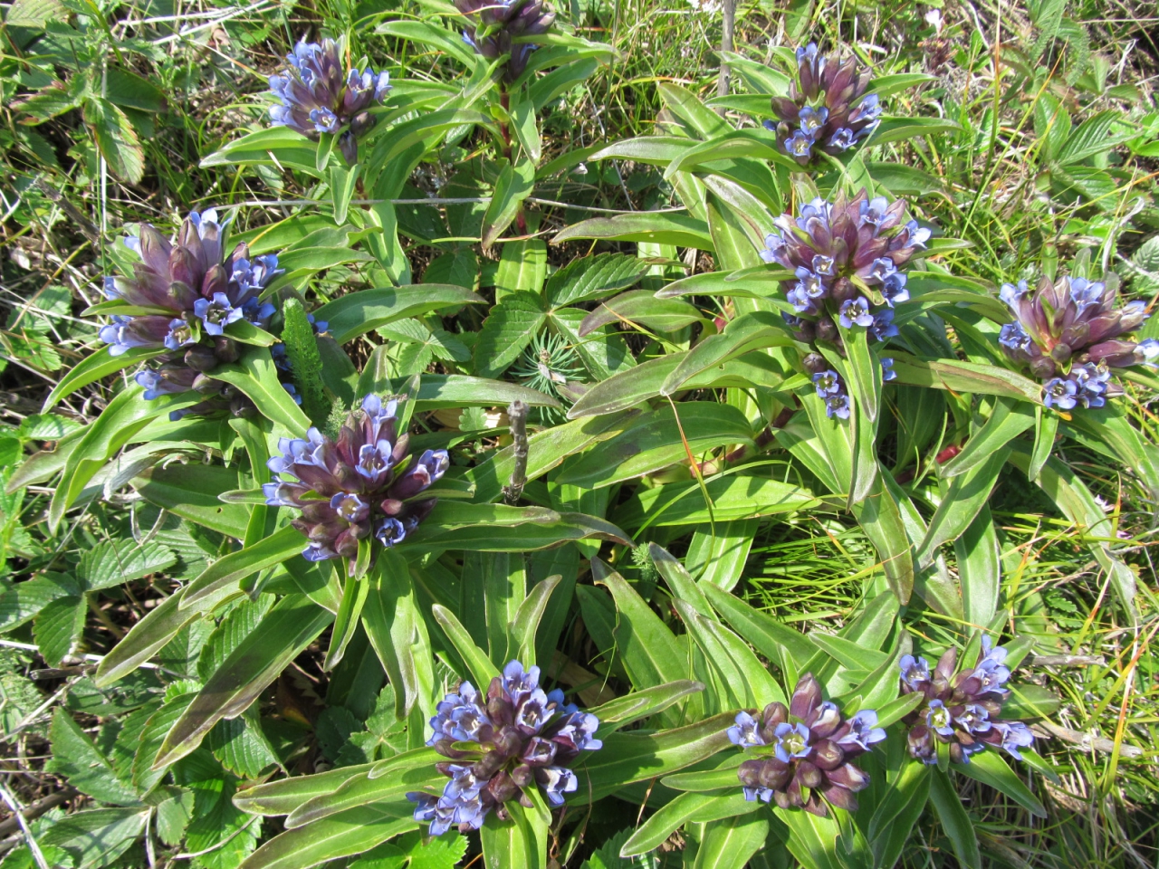 Gentiana cruciata