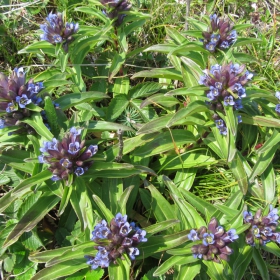 Gentiana cruciata