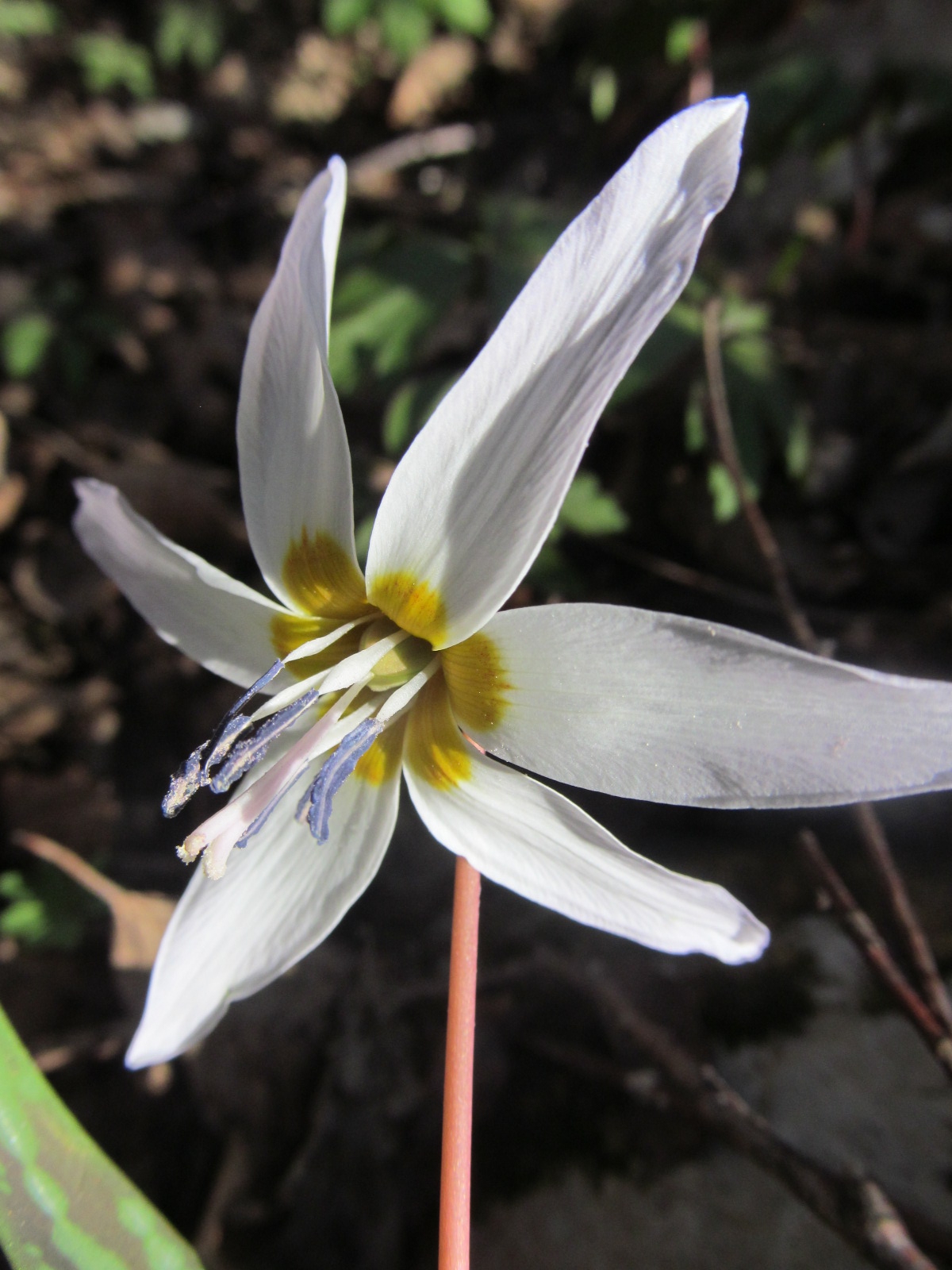 Erythronium dens-canis