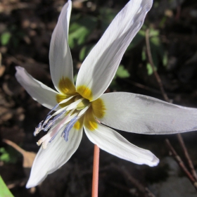 Erythronium dens-canis