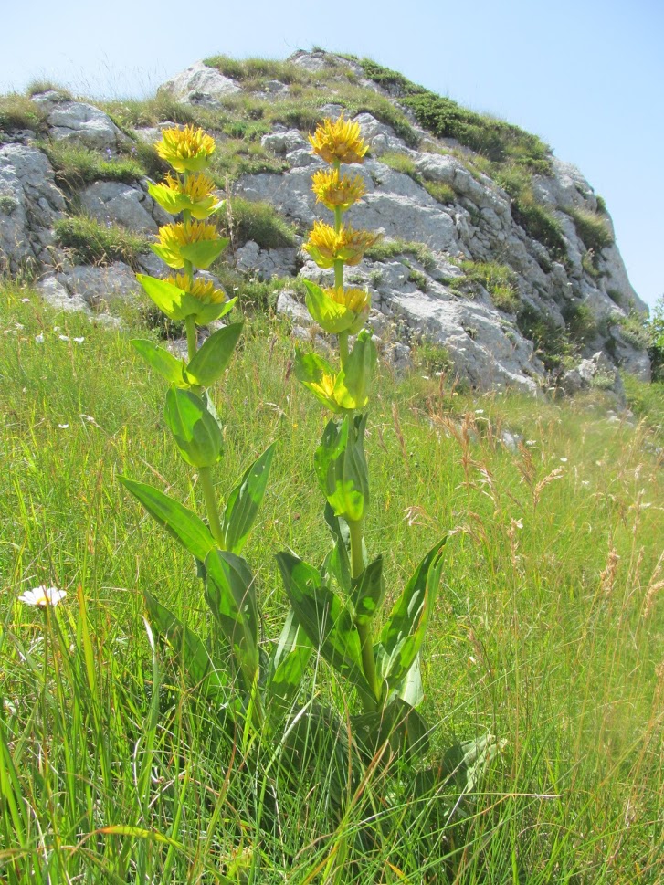 Gentiana lutea