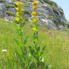 Gentiana lutea