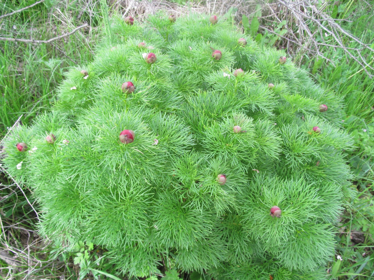 Paeonia tenuifolia