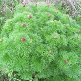 Paeonia tenuifolia