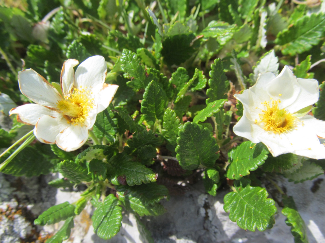 Dryas octopetala