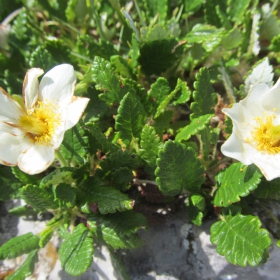 Dryas octopetala