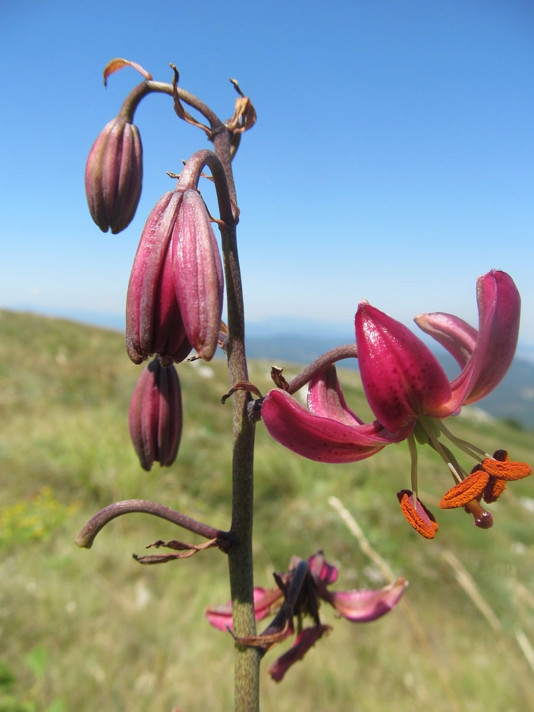 Lilium martagon