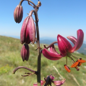 Lilium martagon