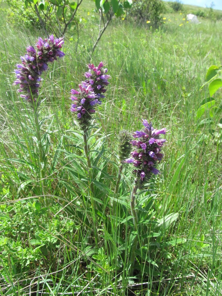 Echium russicum