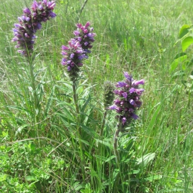 Echium russicum