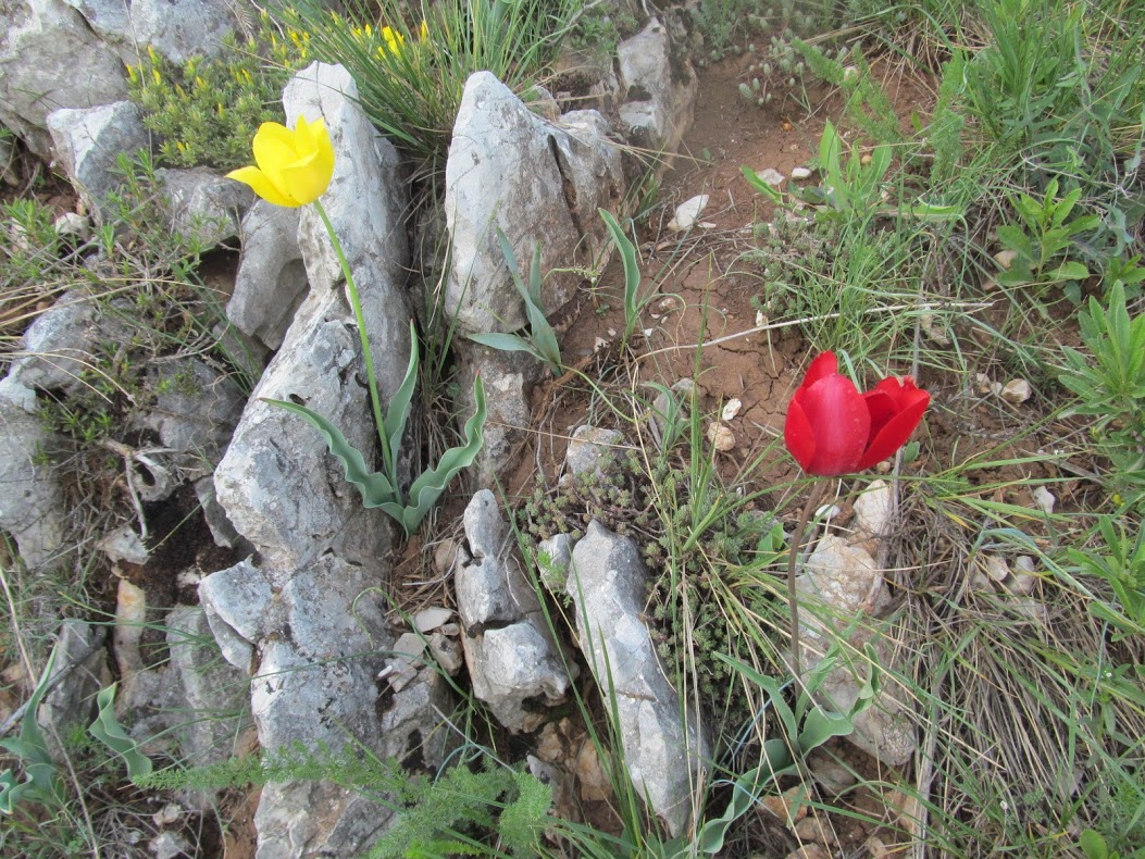 Tulipa urumoffii