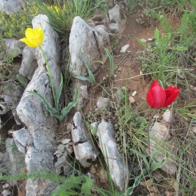 Tulipa urumoffii