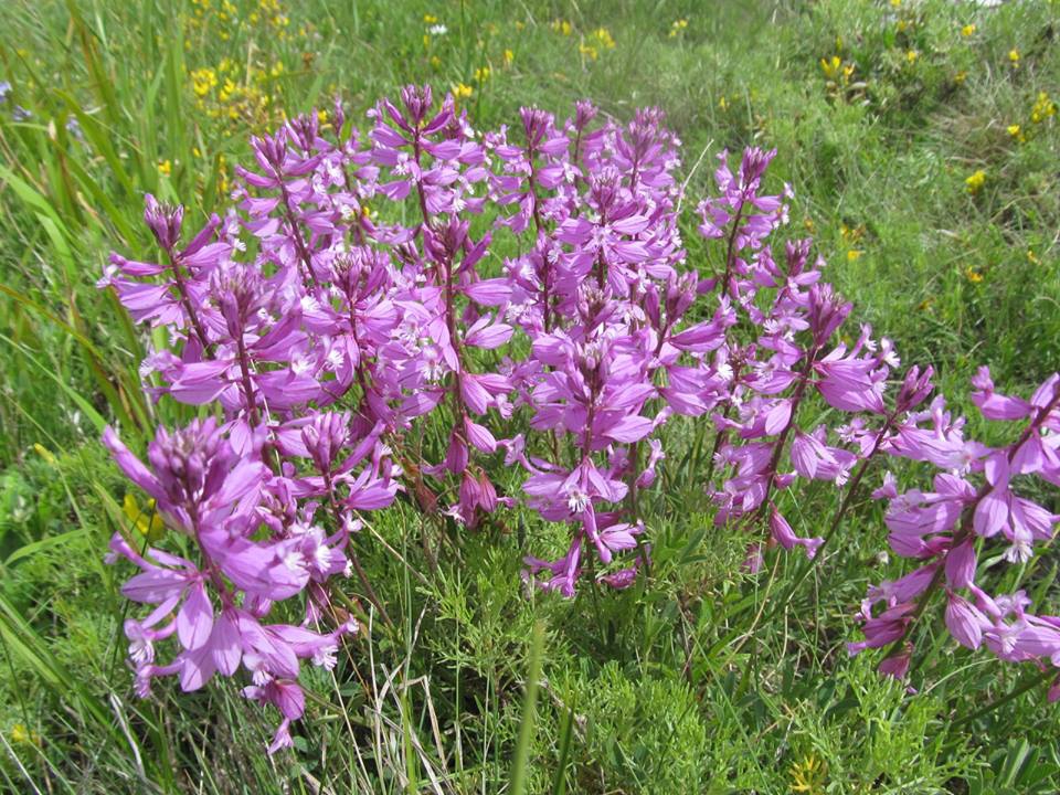 Polygala major