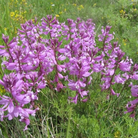 Polygala major