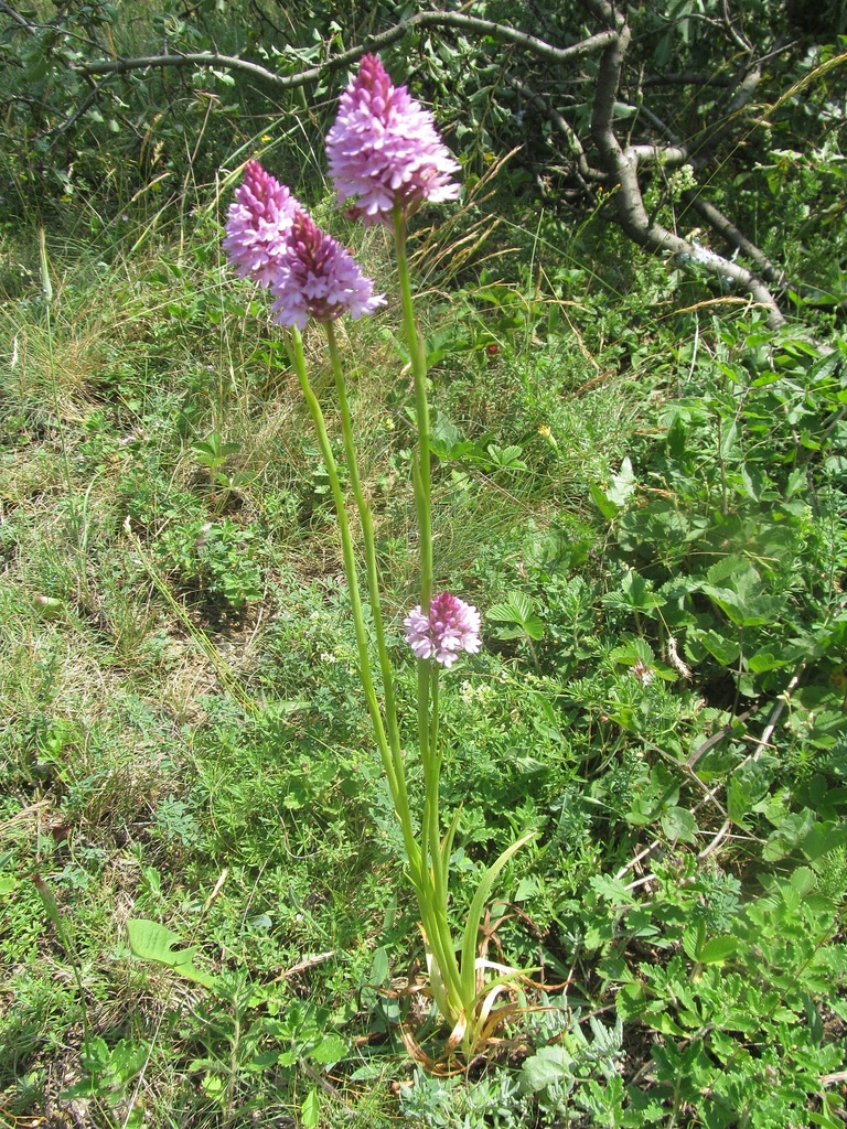 Anacamptis pyramidalis