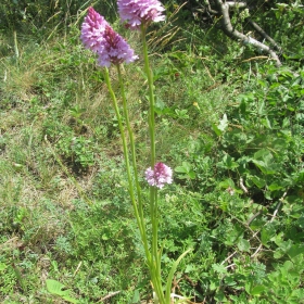 Anacamptis pyramidalis