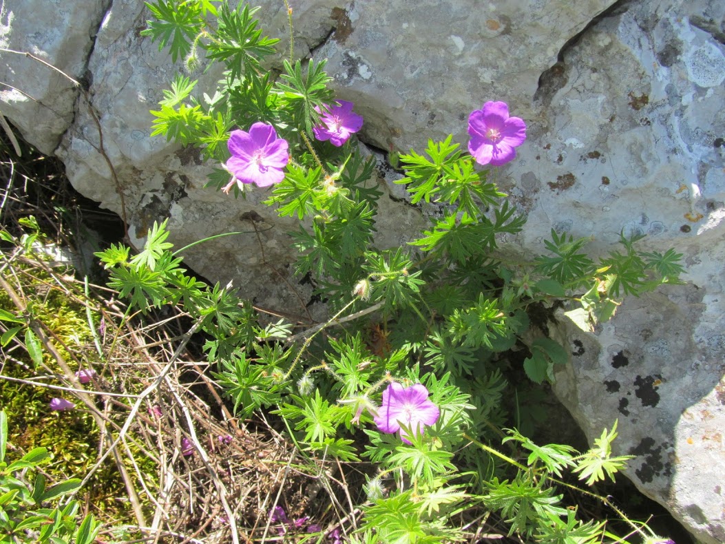 Geranium sanguineum