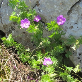 Geranium sanguineum