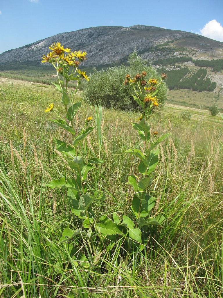 Inula helenium