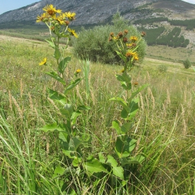 Inula helenium