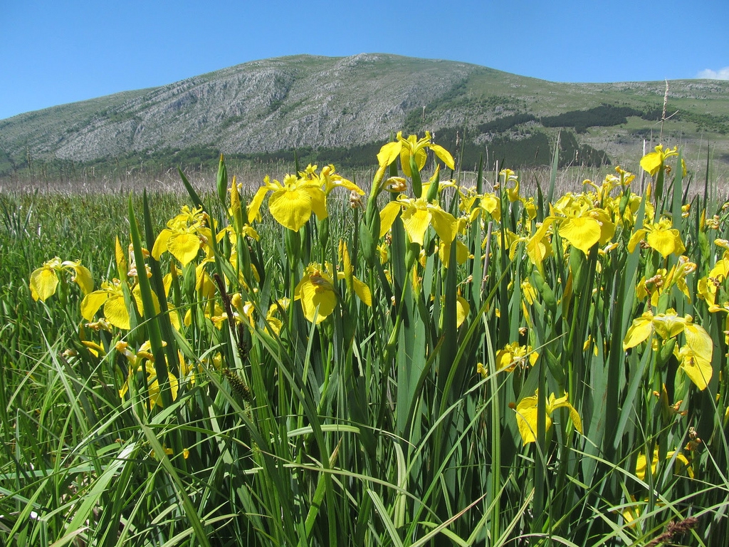 Iris pseudacorus