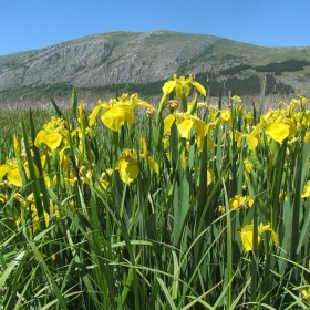 Iris pseudacorus