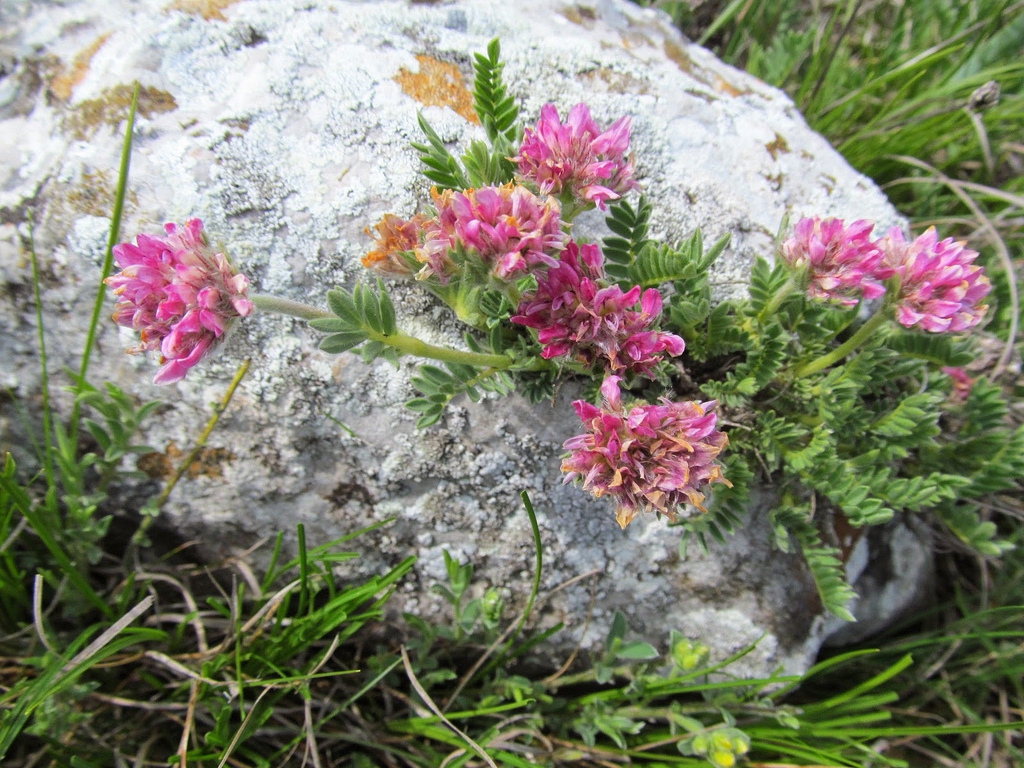 Anthyllis montana