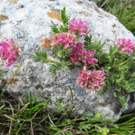 Anthyllis montana