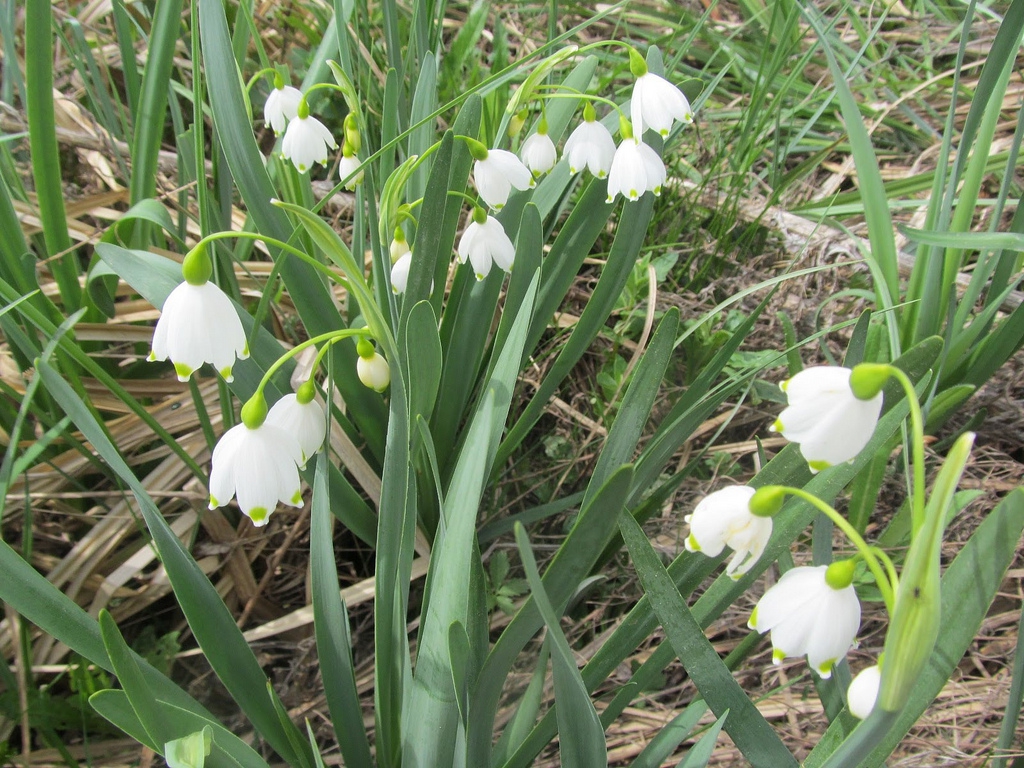 Leucojum aestivum