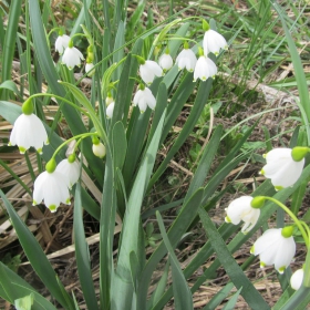 Leucojum aestivum