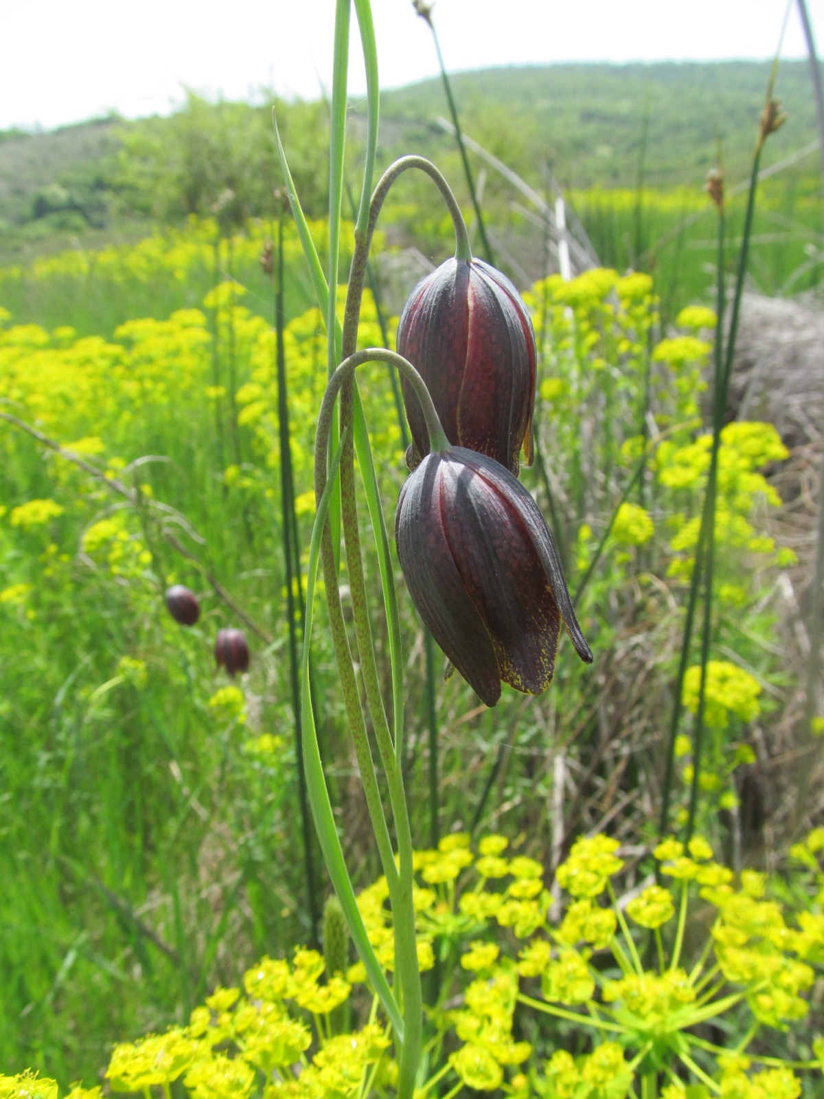 Fritillaria meleagroides