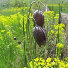 Fritillaria meleagroides