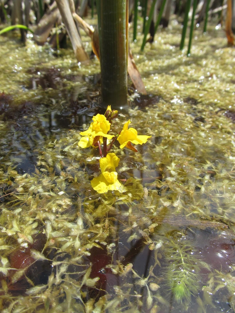 Utricularia vulgaris