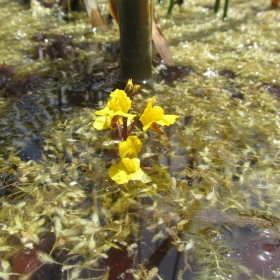 Utricularia vulgaris