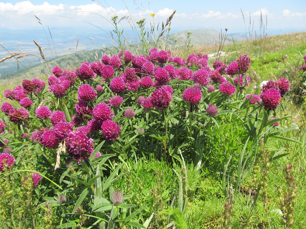 Trifolium alpestre